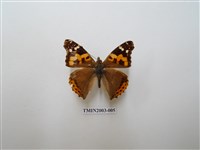 藏品(大紅蛺蝶)的圖片